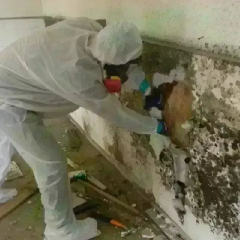 Mold Remediation and Removal in Fair Oaks Ranch, TX